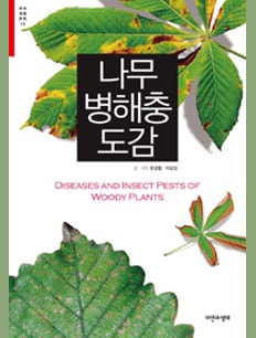 벚나무사향하늘소